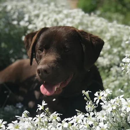 Unique Tiny House Close To Ams Airport With Hottub * Rijsenhout