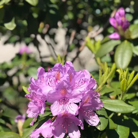 Unique Tiny House Close To Ams Airport With Hottub Rijsenhout